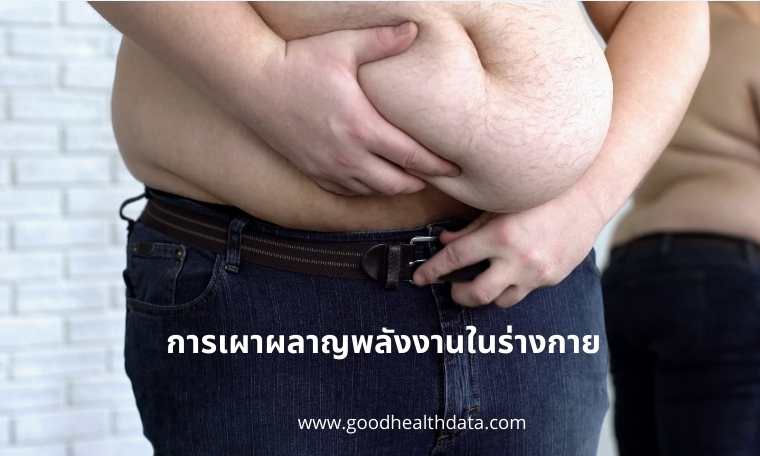 การเผาผลาญพลังงานในร่างกาย